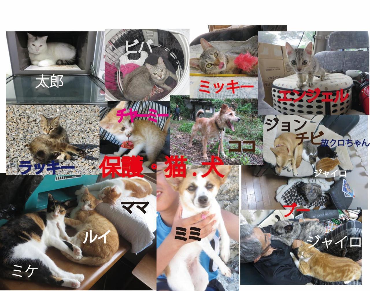 나키진 오키나와 프리덤 빌라 외부 사진