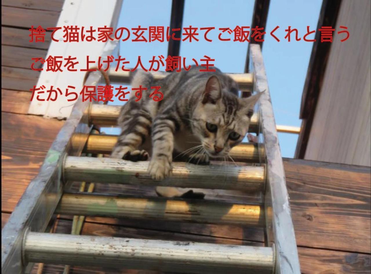 나키진 오키나와 프리덤 빌라 외부 사진
